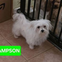 Sammy - Maltese