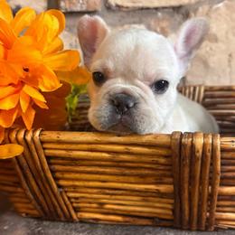 Creamsicle - Cream female French Bulldog puppy in Tucson, Arizona from Furever Friends
