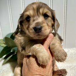 Black and Cream Dapple - Dapple female Dachshund puppy in Nampa, Idaho from Long_and_Low_Dachshunds