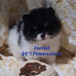 Forest - Black parti male Pomeranian puppy in Oologah, Oklahoma from GG's Pomeranians
