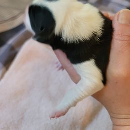 Girl 3 - Border Collie puppy in Montesano, Washington from Misty Mountain Border Collies