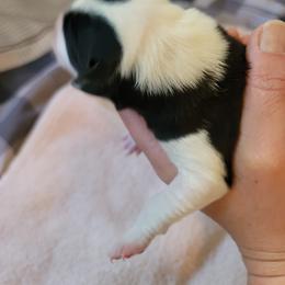 Girl 3 - Border Collie puppy in Montesano, Washington from Misty Mountain Border Collies