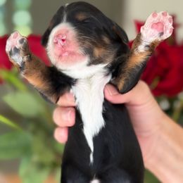 Glenda - Tri-color female Bernedoodle puppy in Yuciapa, California from AlltheDoodlez_
