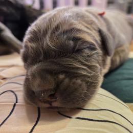 Formentino Red Collar - Gray and fawn male Cane Corso puppy in St. Augustine, Florida from RG2 Cane Corsos