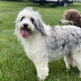 Luna  - Aussiedoodle