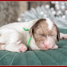 O'Malley - Brown white and tan male Cockapoo puppy in Connersville, Indiana from Deaz Doodle Ranch