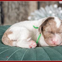 O'Malley - Brown white and tan male Cockapoo puppy in Connersville, Indiana from Deaz Doodle Ranch