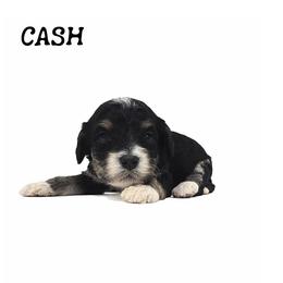 Cash - Tri-color male Bernedoodle puppy in Crawfordsville, Indiana from Winding Creek Ranch Doodles