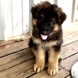 Boy 2 - German Shepherd puppy in Decatur, Texas from Double A German Shepherds