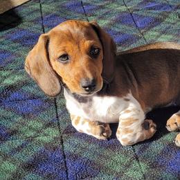 Dina - Piebald female Dachshund puppy in Meridian, Idaho from Lucy’s Dachshund Home