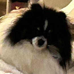 Vader - Pomeranian