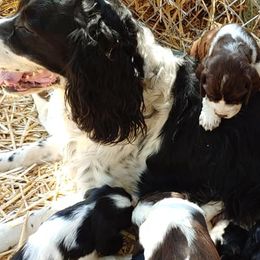 English Springer Spaniels from Springer Spaniels of Diamond Lake