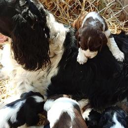 English Springer Spaniels from Springer Spaniels of Diamond Lake