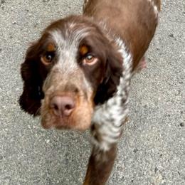 Cami - Liver white and tan female English Springer Spaniel puppy in Coeur D'alene, Idaho from Springer Hollow
