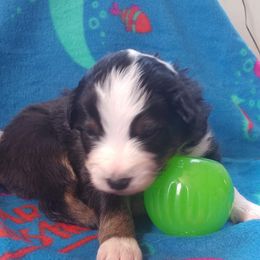 Australian Shepherd Puppies from MND Aussies