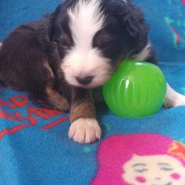 Australian Shepherd Puppies from MND Aussies