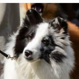 Brooke - Shetland Sheepdog