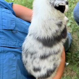 Girl 5 - Blue merle female Border Collie puppy in Rural Retreat, Virginia from Hidden Acres Farm Corgis & Border Collies