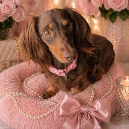 Bug - Dachshund