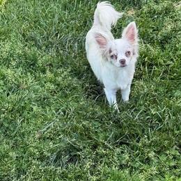 Beaux - Chihuahua