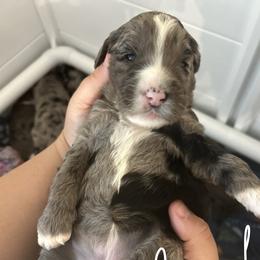 Jewel - Blue merle female Bernedoodle puppy in Fort Pierce, Florida from Gentle Giants Doodle Co.