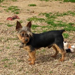 Turtle - Yorkshire Terrier