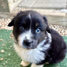 Emo - Black tri-color male Australian Shepherd puppy in Putnam County, New York from Highland Haven Australian Shepherds