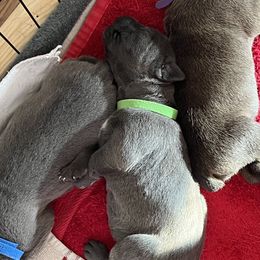 Girl 4 - Gray Cane Corso puppy in North Tazewell, Virginia from Banner’s Legacy Cane Corso