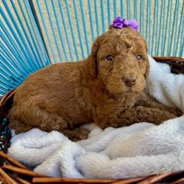 Purple Collar - Red female Assorted Doodle Crosses puppy in Marysville, California from Dailey Doodles and Dachshunds