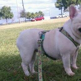French Bulldog All Grown Up from Northern Light's French Bulldog