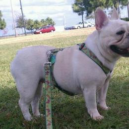French Bulldog All Grown Up from Northern Light's French Bulldog