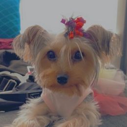 Yorkshire Terriers from Big E’s Paw Services