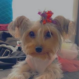 Yorkshire Terriers from Big E’s Paw Services