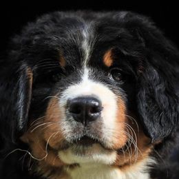 Bernese Mountain Dogs from Mission Valley Pups LLC
