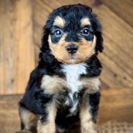 BTF2 - Black tri-color female Aussiedoodle puppy in Prague, Oklahoma from Classic K9’s  Aussies & Doodles