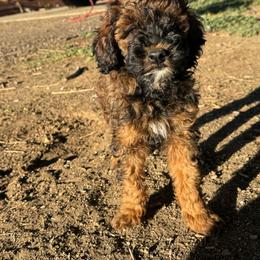Bean - Phantom female Poodle puppy in Longmont, Colorado from Colorado Miniature Bernedoodle Puppies