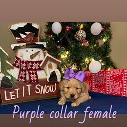 2nd pick golden retriever female - Golden female Golden Retriever puppy in Monticello, Iowa from Ashley’s Puppies