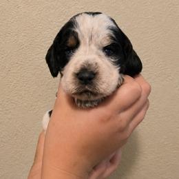 Squirrel - Tri-Roan female English Springer Spaniel puppy in Fort White, Florida from Thunderbird Springers