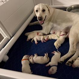 Labrador Retriever puppies from Bougie Labradors