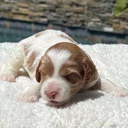 Goldendoodle puppies from Goldendoodles & Poodles of San Diego