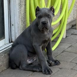 Boy 1 - Gray male Cane Corso puppy in Las Vegas, Nevada from Campo Cane Corso