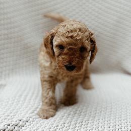Charlie - Apricot male Goldendoodle puppy in Fountain Valley, California from Fountain Valley Doodles