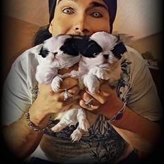 Japanese Chin Puppies from Mystike Japanese Chin