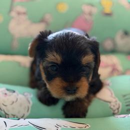 Boy 4 - Black and tan male Yorkshire Terrier puppy in Livermore, California from Ruben & Tatiana’s Yorkshire Terriers