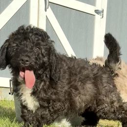 Aussiedoodles from Mema's Doodles
