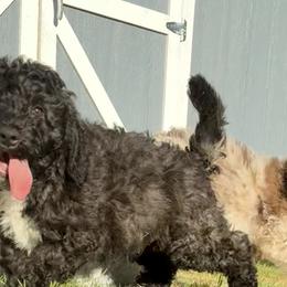 Aussiedoodles from Mema's Doodles