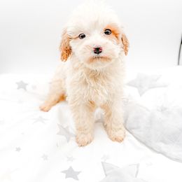 Holly - Parti female Goldendoodle puppy in Belton, South Carolina from Poodley Doodley Doo