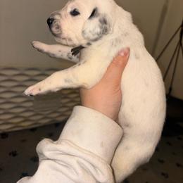 Brown collar male - White and black male Dalmatian puppy in Toledo, Ohio from Exquisite Dalmatians & Standard Poodles