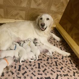 Golden Retriever Puppies from Sugar Maple Golden Retrievers