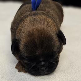 Beau - Red male Brussels Griffon puppy in Columbus, Ohio from Last Knight Kennels and Greyhawk Kennels